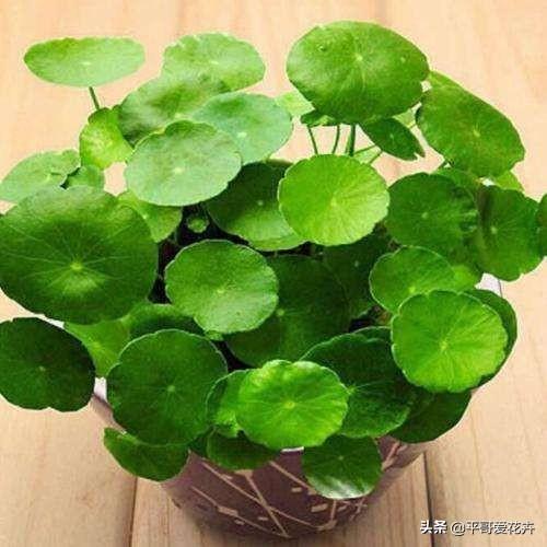 阳台养什么花最好旺财 富贵竹和铜钱草旺财-十大耐活花卉排名