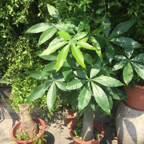 算命生根是什么意思-你有哪些为自己着想的经验