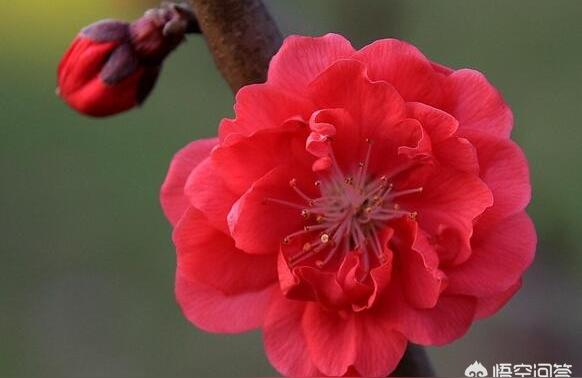 星座桃花运势规则桃花运一般持续多久