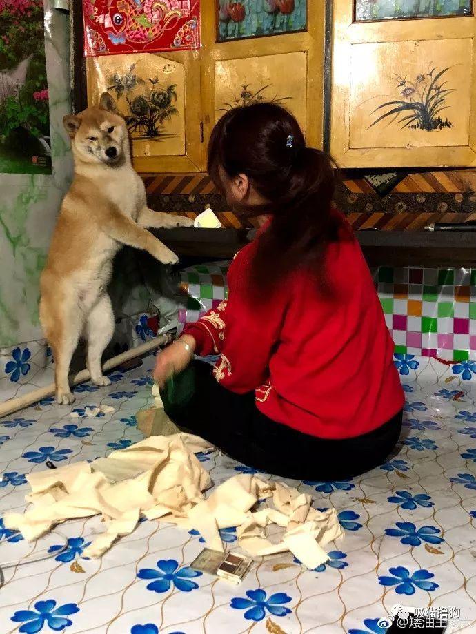 家里养狗是不是旺财？什么人不适合养-家中养狗代表