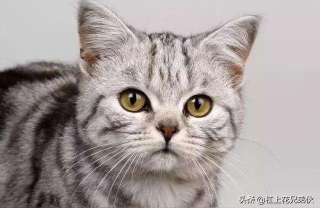 狸花猫的寿命狸花猫饮食禁忌