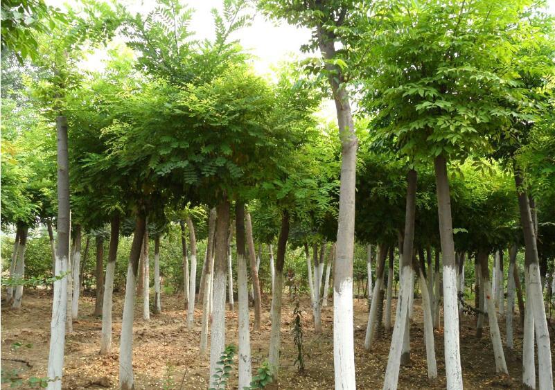最旺财阳宅风水格局布置-五帝钱一般放在屋里什么位置