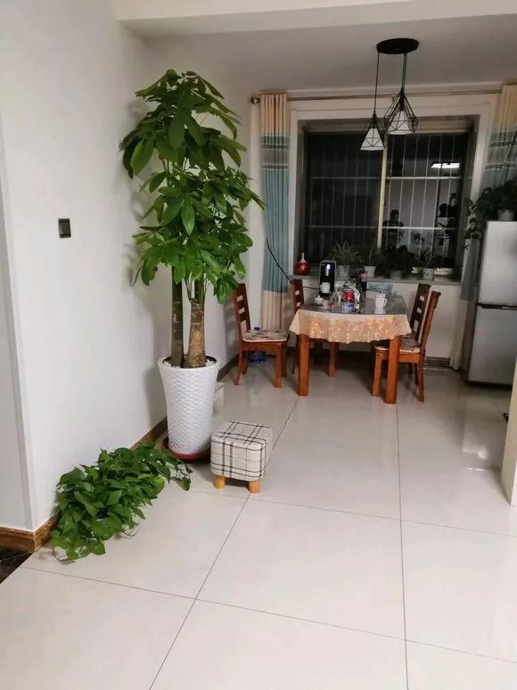 家里摆放发财树的最佳位置 据家宅方位而定-发财树叶子的正确朝向
